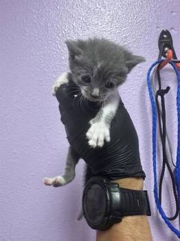 61647747 -  Domestic Short Hair Cat for Adoption in El Paso, Texas - 61647747 | PetCurious