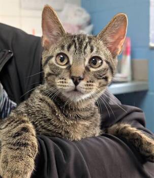 Rescue Domestic Short Hair Cats for Adoption in Canfield, Ohio - TIGGER | PetCurious