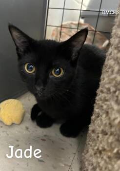Jade -  Domestic Short Hair Cat for Adoption in Burlington, Iowa - Jade | PetCurious