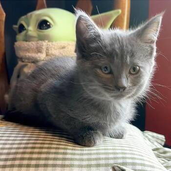 Olivia -  Domestic Short Hair Cat for Adoption in Traverse City, Michigan - Olivia | PetCurious