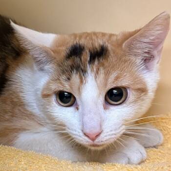 Rescue Domestic Short Hair Cats for Adoption in East Hanover, New Jersey - Marble | PetCurious