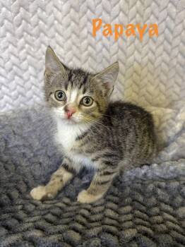 Domestic Short Hair Cats Available for Adoption in Boerne, Texas - Papaya | PetCurious