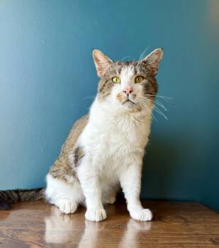 Rescue Domestic Short Hair Cats for Adoption in Cottonwood Heights, Utah - Chip | PetCurious