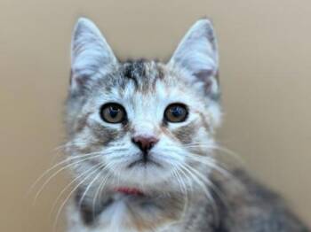 Pasta -  Domestic Short Hair Cat for Adoption in Portland, Oregon - Pasta | PetCurious