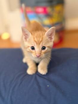 Domestic Short Hair Cats Available for Adoption in Los Angeles, California - Donny | PetCurious