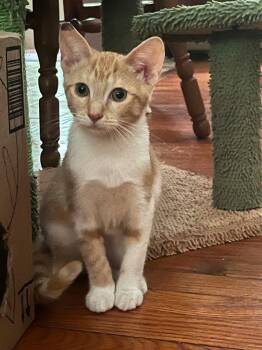 Ismay -  Domestic Short Hair Cat for Adoption in Salt Point, New York - Ismay | PetCurious