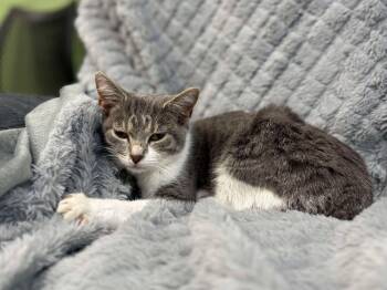 Rescue Domestic Short Hair Cats for Adoption in Leitchfield, Kentucky - Spooks | PetCurious