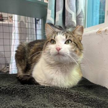 Domestic Short Hair Cats Available for Adoption in Los Angeles, California - Thomas | PetCurious