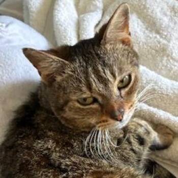 Thunder -  Domestic Short Hair Cat for Adoption in Cumming, Georgia - Thunder | PetCurious