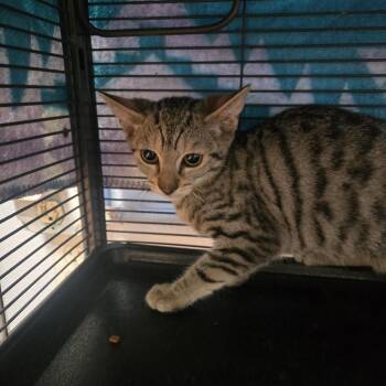 Patrick -  Domestic Short Hair Cat for Adoption in Desert Hot Springs, California - Patrick | PetCurious