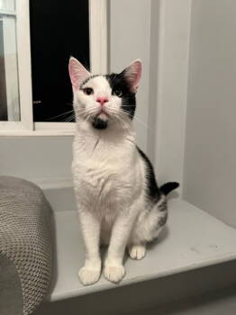 Rescue Domestic Short Hair Cats for Adoption in Mission Viejo, California - Dicky | PetCurious