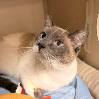Willow -  Domestic Short Hair and Siamese Cat for Adoption in Pagosa Springs, Colorado - Willow | PetCurious