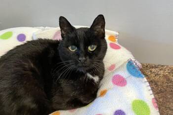 Sadie -  Domestic Short Hair Cat for Adoption in Lincoln, Nebraska - Sadie | PetCurious