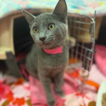Topaz -  Domestic Short Hair Cat for Adoption in Fairport, New York - Topaz | PetCurious