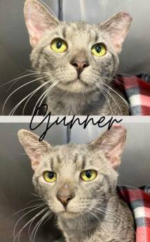 Domestic Short Hair Cats Available for Adoption in Pierceton, Indiana - Gunner | PetCurious
