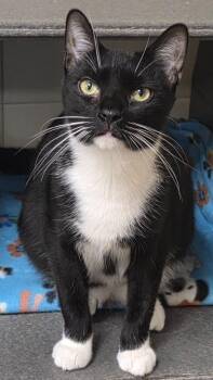 Domestic Short Hair Cats Available for Adoption in Olean, New York - Gustavo | PetCurious