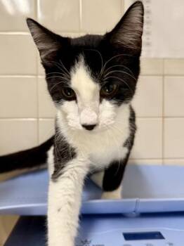 Domestic Short Hair Cats Available for Adoption in San Antonio, Texas - Oreo | PetCurious