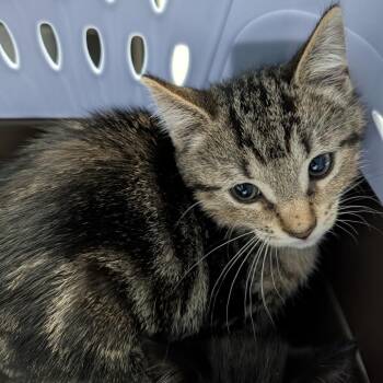 Marble -  Domestic Short Hair Cat for Adoption in Indianapolis, Indiana - Marble | PetCurious