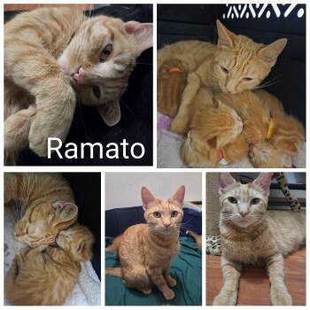 Ramato -  Domestic Short Hair Cat for Adoption in Newberg, Oregon - Ramato | PetCurious
