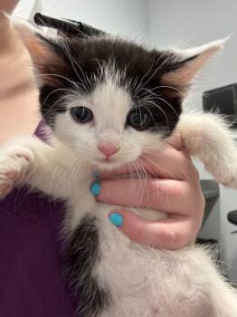 Monet -  Domestic Short Hair Cat for Adoption in Bloomington, Indiana - Monet | PetCurious