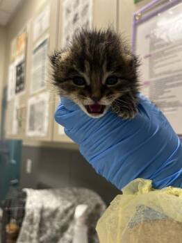 DOROTHY -  Domestic Short Hair Cat for Adoption in Las Vegas, Nevada - DOROTHY | PetCurious