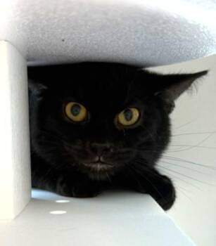 Kent -  Domestic Short Hair Cat for Adoption in Sultan, Washington - Kent | PetCurious