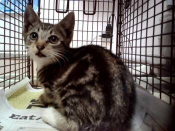KIP -  Domestic Short Hair Cat for Adoption in Martinez, California - KIP | PetCurious
