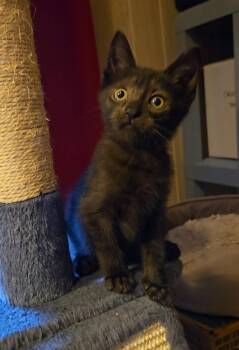 Panthera, Willow Grove PS, (FCID 07/15/2026-118) -  Domestic Short Hair Cat for Adoption in Greenville, Delaware - Panthera, Willow Grove PS, (FCID 07/15/2026-118) | PetCurious