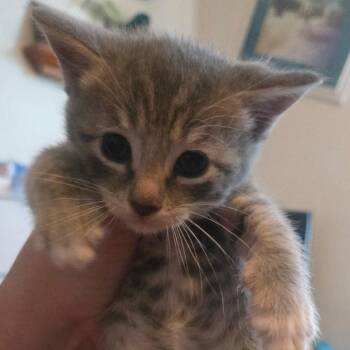 American Shorthair Cats Available for Adoption - Misty | PetCurious