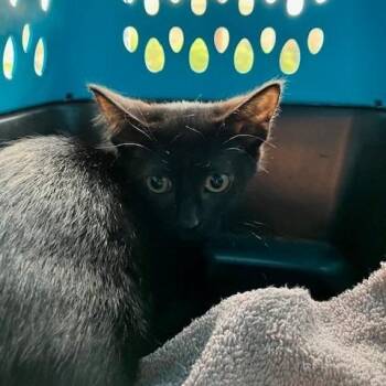 Tali - Chow Hound Northland -  Domestic Short Hair Cat for Adoption in Grand Rapids, Michigan - Tali - Chow Hound Northland | PetCurious