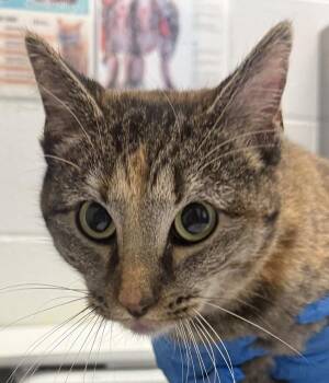 Sweetie -  Domestic Short Hair Cat for Adoption in Golden, Colorado - Sweetie | PetCurious