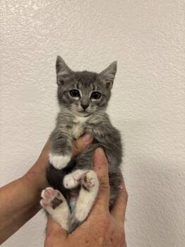 Tabby Cats Available for Adoption in Vallejo, California - Miss Piggy ( BC) | PetCurious