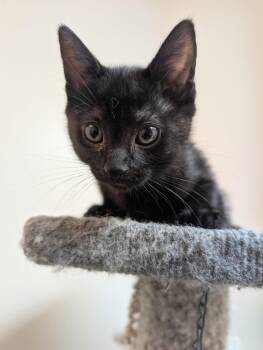 Howlie -  Domestic Short Hair Cat for Adoption in Medford, Massachusetts - Howlie | PetCurious