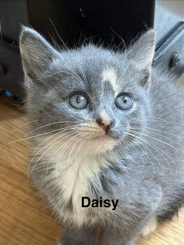 Daisy -  Domestic Short Hair Cat for Adoption in Kenhorst, Pennsylvania - Daisy | PetCurious
