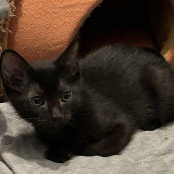 Squall -  Domestic Short Hair Cat for Adoption in Shorewood, Illinois - Squall | PetCurious
