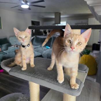 July -  Domestic Short Hair Cat for Adoption in Fort Worth, Texas - July | PetCurious