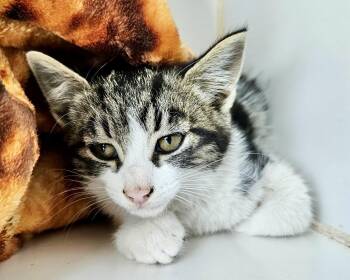 Bakersfield (bonded w/ Blythe) -  Domestic Short Hair Cat for Adoption in Oakland, California - Bakersfield (bonded W/ Blythe) | PetCurious