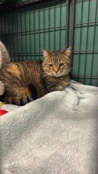 Bruna (fka Mistletoe) -  Domestic Short Hair Cat for Adoption in Virginia Beach, Virginia - Bruna (fka Mistletoe) | PetCurious