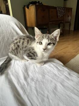 ALEXA -  Domestic Short Hair Cat for Adoption in Broomfield, Colorado - ALEXA | PetCurious