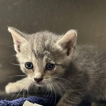 Monaco -  Domestic Short Hair Cat for Adoption in Yuma, Arizona - Monaco | PetCurious