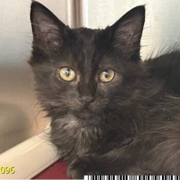 Nyx -  Domestic Short Hair Cat for Adoption in West Palm Beach, Florida - Nyx | PetCurious