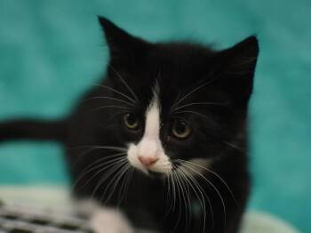 Sheen -  Domestic Short Hair Cat for Adoption in Portland, Oregon - Sheen | PetCurious