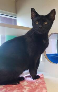 Rescue Domestic Short Hair Cats for Adoption in Ontario, Ohio - Fern | PetCurious