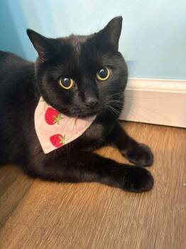Frankie -  Domestic Short Hair Cat for Adoption in Wheaton, Illinois - Frankie | PetCurious