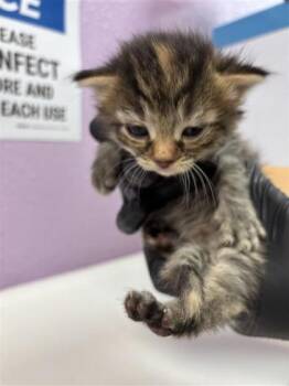 61324021 -  Domestic Medium Hair Cat for Adoption in El Paso, Texas - 61324021 | PetCurious