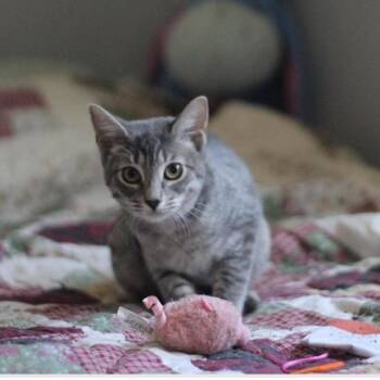 Thumper -  Domestic Short Hair Cat for Adoption in Yucca Valley, California - Thumper | PetCurious