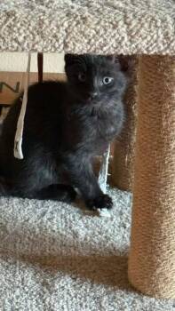 Luke -  Domestic Short Hair Cat for Adoption in Vancouver, Washington - Luke | PetCurious