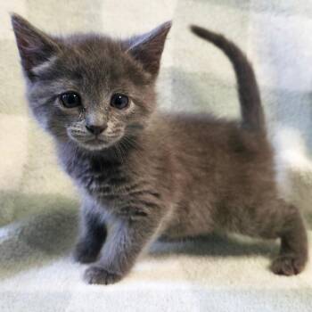 Cadence -  Domestic Short Hair Cat Available for Adoption in Mt. Juliet, Tennessee - Cadence | PetCurious