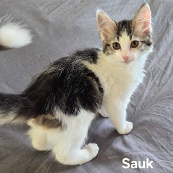 Sauk -  Domestic Medium Hair Cat for Adoption in Matteson, Illinois - Sauk | PetCurious