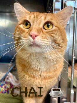 Chai -  Domestic Medium Hair Cat for Adoption in Fall River, Massachusetts - Chai | PetCurious
